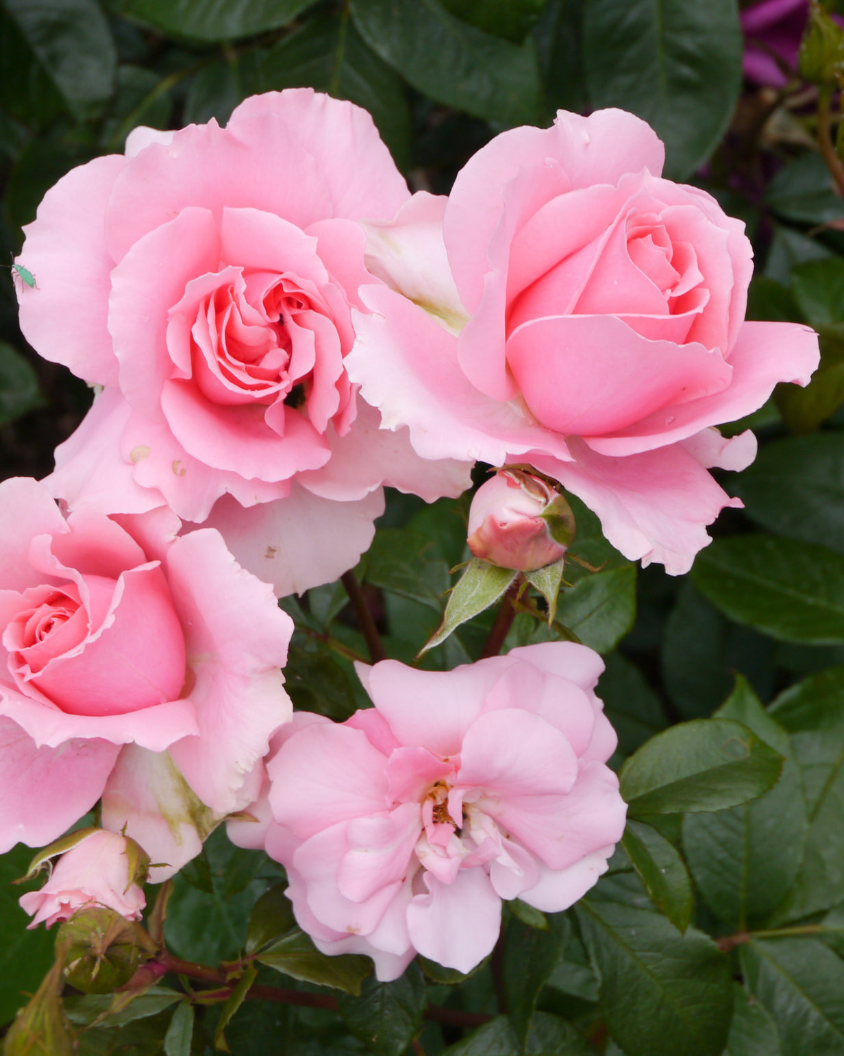 products/Rosa-11.jpg